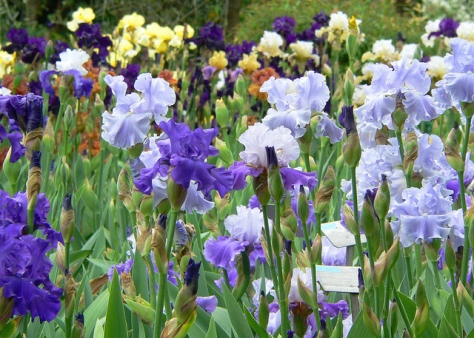 firenze-giardino-degli-iris-3